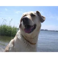 Amberdog Bernsteinkette>Futterfreund Amberdog Bernsteinkette -Sonne- 42 cm