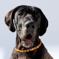 Amberdog Bernsteinkette>Futterfreund Amberdog Bernsteinkette -Sonne- 68 cm