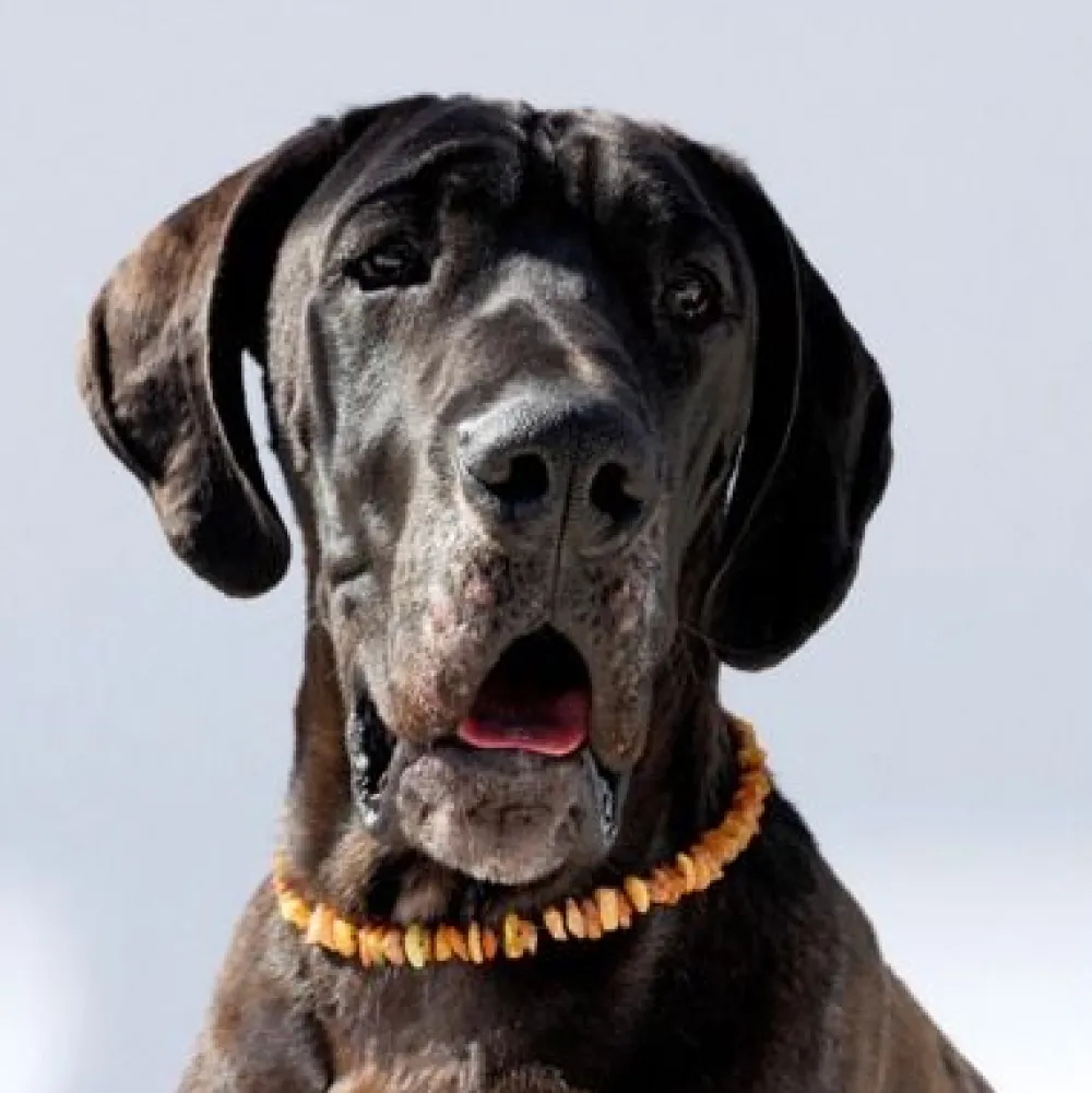 Amberdog Bernsteinkette>Futterfreund Amberdog Bernsteinkette -Sonne- 68 cm