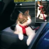 Katzen Sicherheit & Transport>Futterfreund Auto-Geschirr für Katzen, 20–50 cm/15 mm, rot