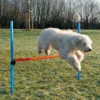 Sport & Training>Futterfreund Dog Activity Agility Hürde, 123x115x3 cm, blau/orange
