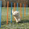 Sport & Training>Futterfreund Dog Activity Agility Slalom, 115x3 cm, 12St., blau/orange