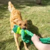 Spielzeug>Futterfreund KONG Knots Frosch Lg/XL 46cm