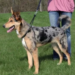 Halsbänder, Leinen & Geschirre>Futterfreund Lead n Walk Basic