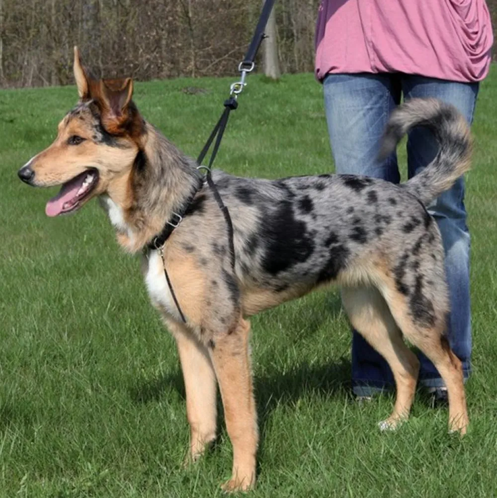 Halsbänder, Leinen & Geschirre>Futterfreund Lead n Walk Basic