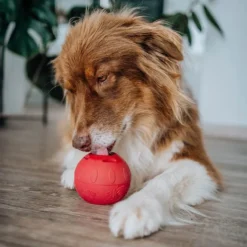 Smoothiedog|Spielzeug><noscript><img width=
